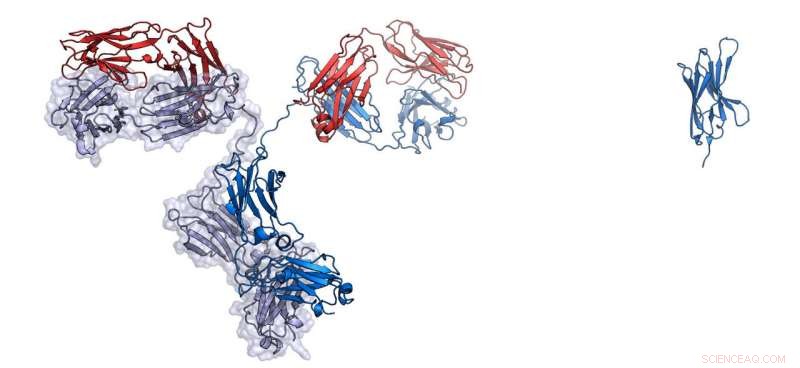 Engineered Nanobodies Block SARS‑CoV‑2 Infection of Human Cells