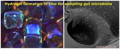 Ingestible Capsule Revolutionizes Gut Microbiome Sampling