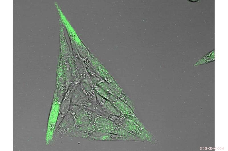 Targeted Bioactive Nanocapsules: Controlling Cell Behavior for Precision Medicine