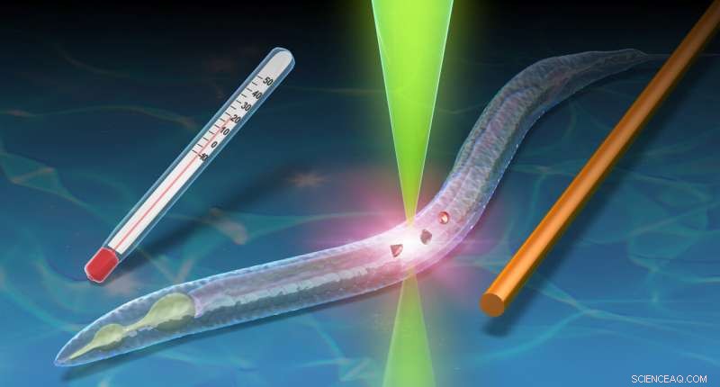 Quantum Nanodiamond Thermometer Detects Fever in Tiny C. elegans Worms