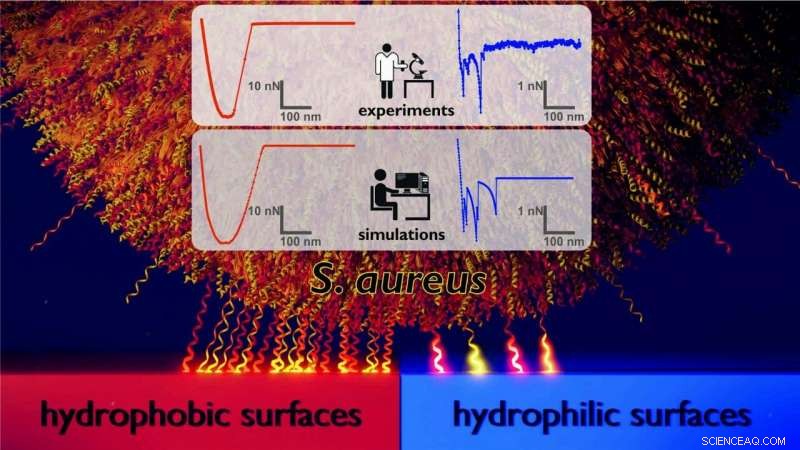 Why Hospital Germs Prefer Certain Surfaces: Understanding Staphylococcus aureus Adhesion