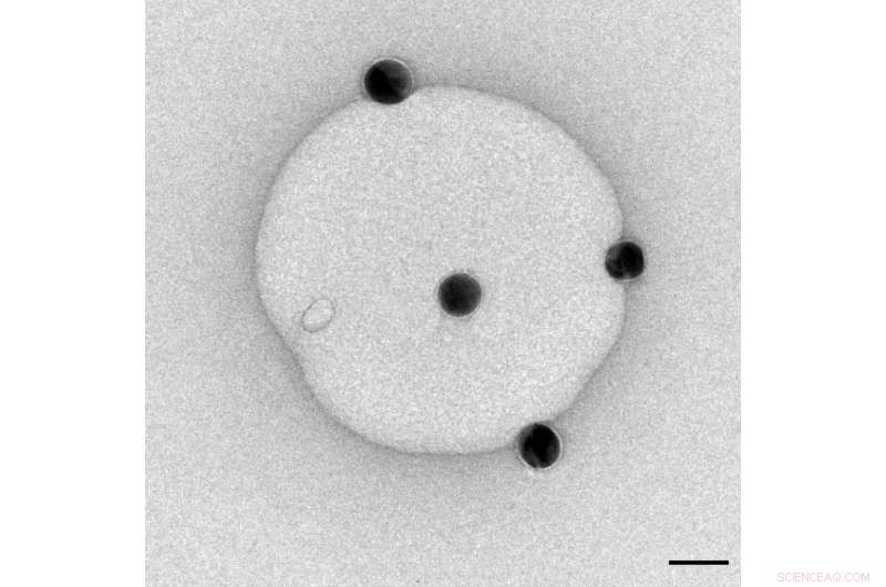 How Nanoparticle Size Influences Their Impact on Biological Membranes