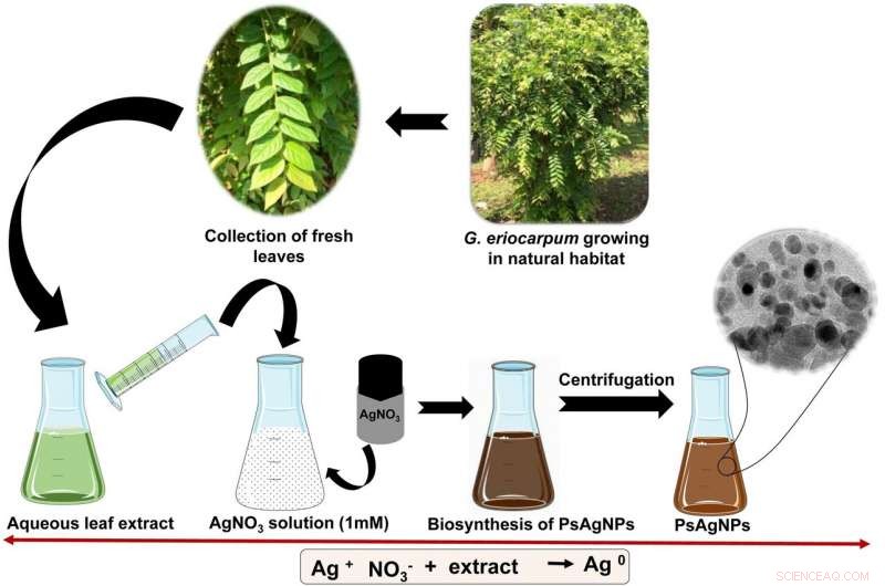 Eco-Friendly Silver Nanoparticles: A New Frontier in Pest Control
