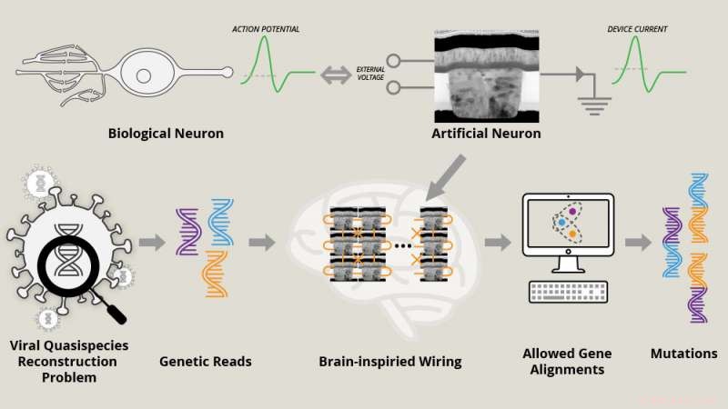 Brain‑Cell‑Inspired Nanodevices Accurately Detect Viral Mutations