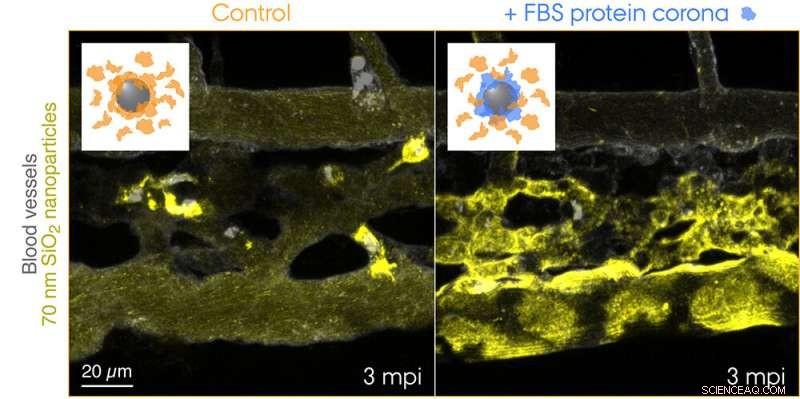 Using Zebrafish Embryos to Reveal Nanoparticle Fate in Bloodstreams