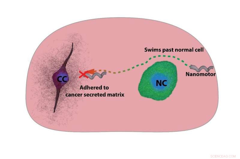Nanomotors Detect Tumor Microenvironments: A Magnetic Probe for Cancer Targeting