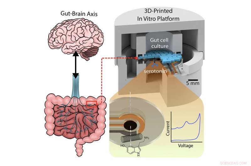 The Gut‑Brain Axis Explained: How Mind and Digestive System Influence Symptoms
