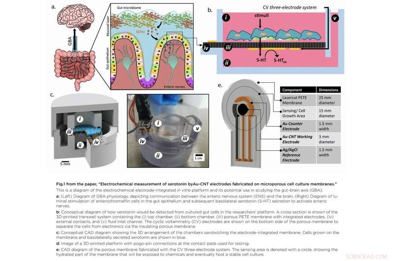 The Gut‑Brain Axis Explained: How Mind and Digestive System Influence Symptoms
