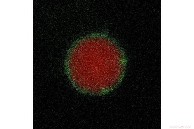 Targeted Testicular Protein Therapy: A New Hope for Male Infertility