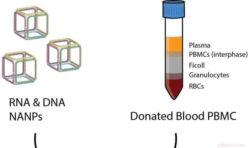 Introducing a Standardized Immunological Test for Nucleic Acid Nanoparticles