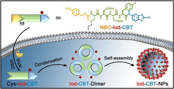 Real-Time Imaging of Intracellular Nanoparticle Assembly via Nano-CT