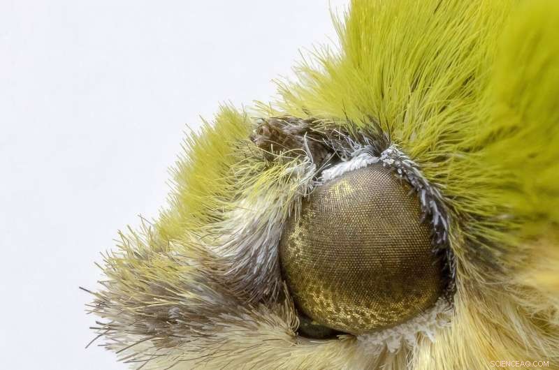 Nature-Inspired Transparent Anti-Reflective Coatings: Moth-Eye Nanostructures for Large-Scale Films