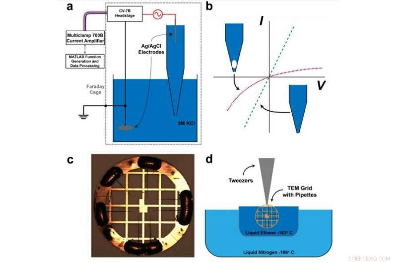 Nanobubble-Controlled Nanofluidic Transport: Enhancing Ion Current Rectification