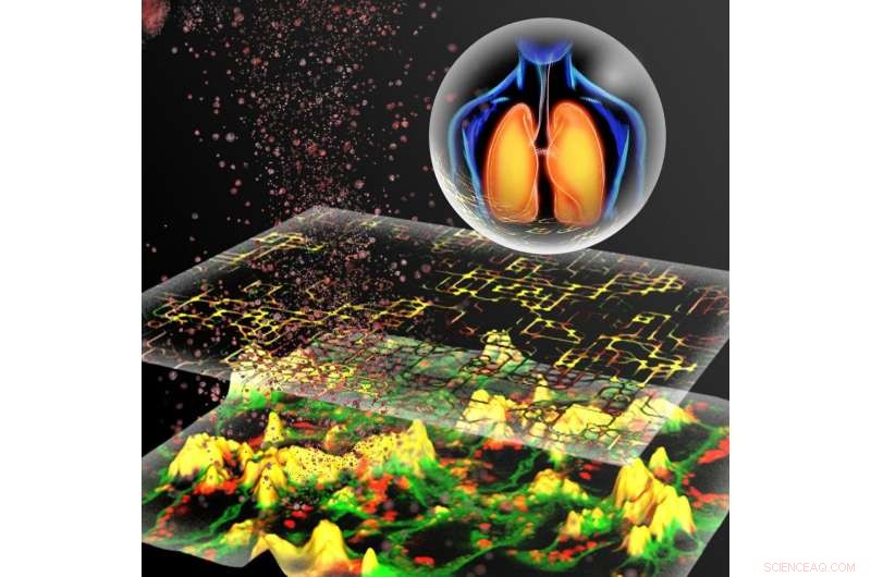 Animal‑Free Model Accurately Predicts Nanoparticle Lung Toxicity for Safer Industrial Materials
