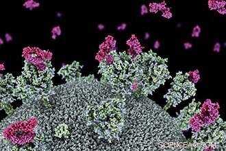 Alpaca-Derived Nanobodies Offer New Hope for COVID-19 Treatments