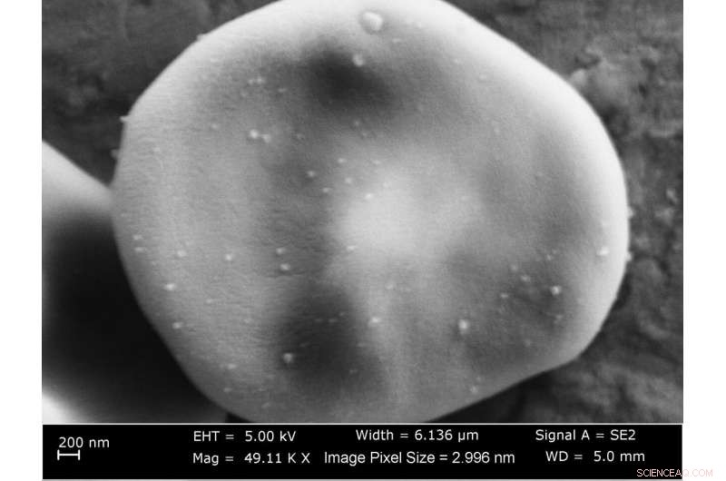 Customizable Coatings Enable Nanoparticles to Evade Immune Detection and Reach Target Sites