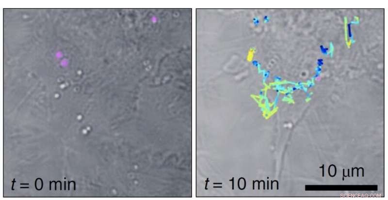 Advanced Raman Holography: Enhancing Biological Imaging and Analysis
