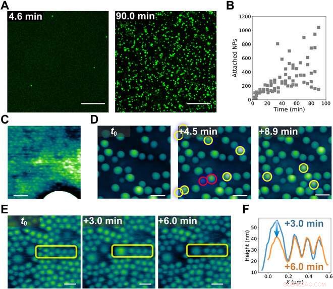 Enhancing Interfacial Stability: Nanoparticle Jamming at the Water–Oil Boundary