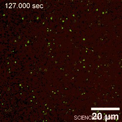 Enhancing Interfacial Stability: Nanoparticle Jamming at the Water–Oil Boundary