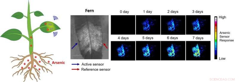 New Plant Nanobionic Sensor Offers Real‑Time Arsenic Monitoring in Soil