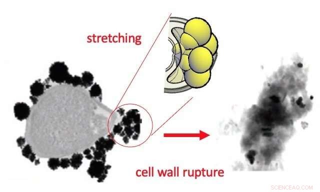 Gold Nanoparticles Destroy Bacteria by Cell Wall Rupture: Researchers Reveal Mechanism