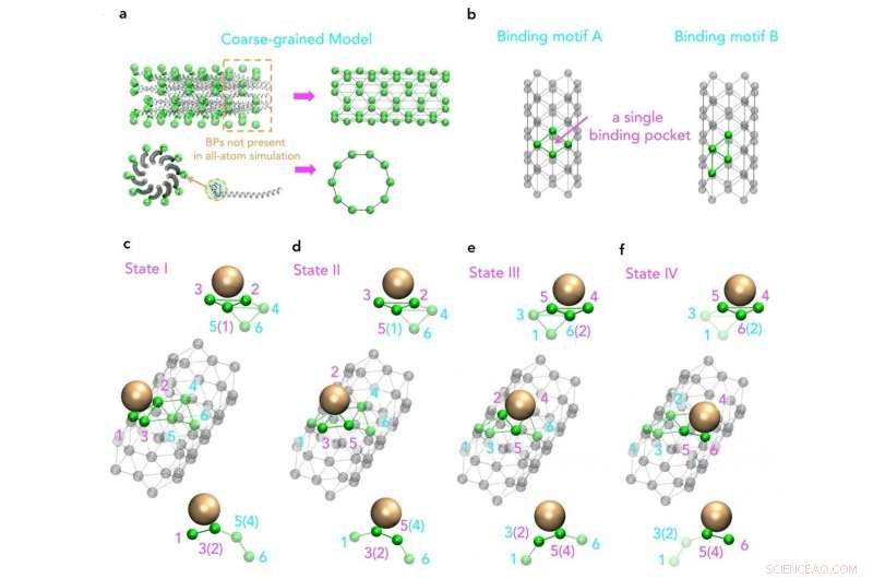 Scientists Achieve First Large-Scale Simulation of Virus M13