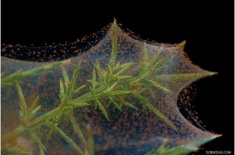 Innovative Mite‑Silk Nanobiomaterial Promises Breakthrough Biomedical Applications