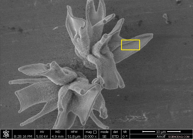 Turning Self‑Assembled Nanostructures into Functional Materials