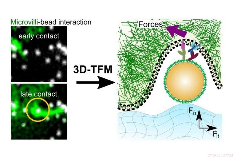 T-Cell Activation Relies on Microscopic Traction Forces: New Insights from TU Wien