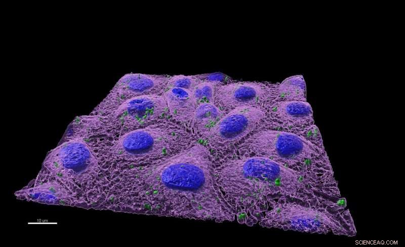 Nanoplastics Disrupt Gut Microbiome, Pose Significant Human Health Risks