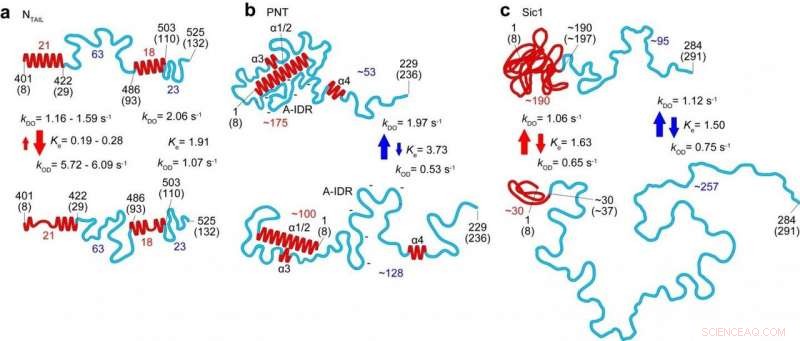 High-Speed AFM Reveals Structural Dynamics of Intrinsically Disordered Proteins