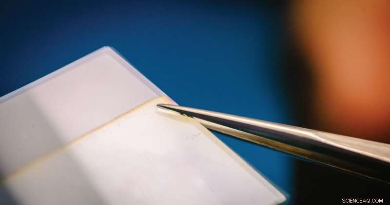 KAUST s Electropolymerization: Nature-Inspired, Energy‑Saving Membranes