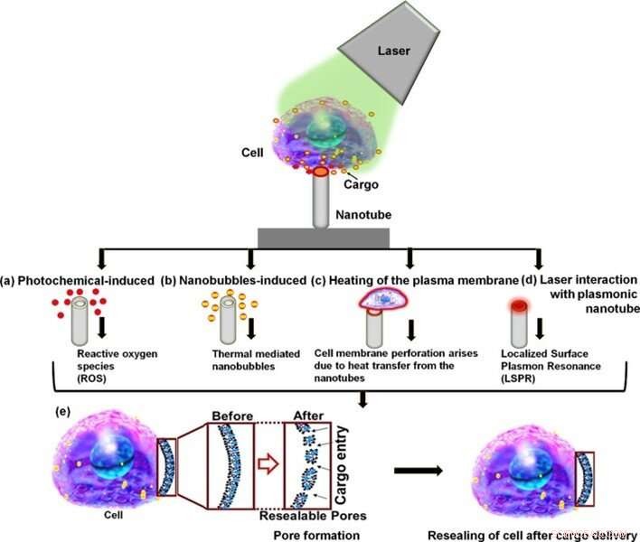 Titanium Oxide Nanotubes Enable Affordable Laser‑Assisted Photoporation