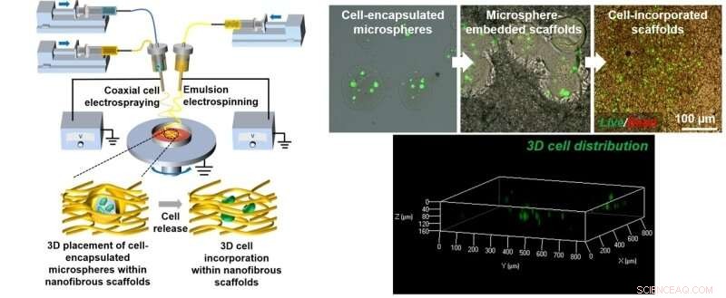 Innovative Biomanufacturing Technique Produces Vascularized Tissue Using Nanofibrous Scaffolds
