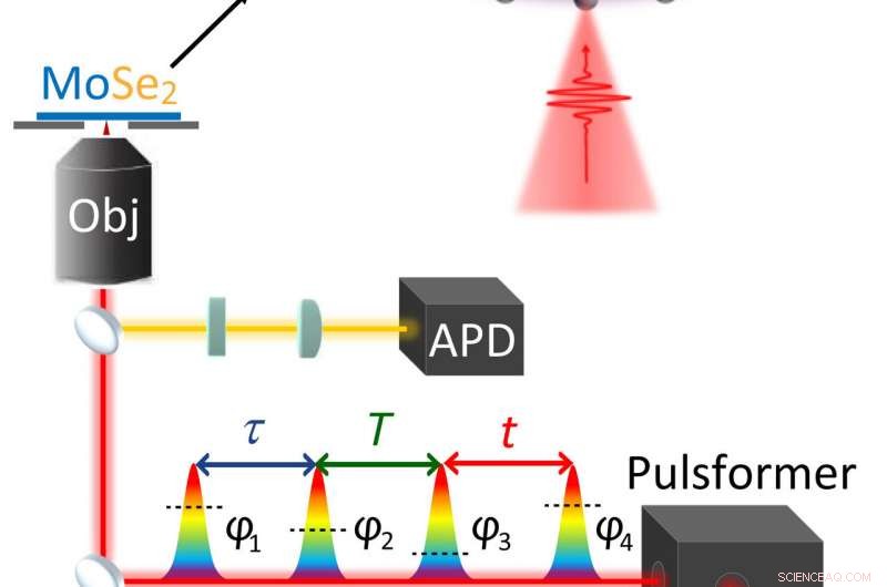 Advanced Vibrational Dynamics in 2-D MoSe2 Materials