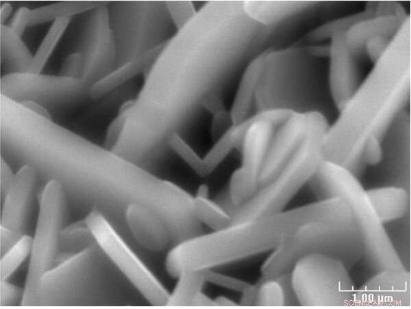 Sustainable Magnetic Nanoparticles from Sweet Flag for Antifungal Applications