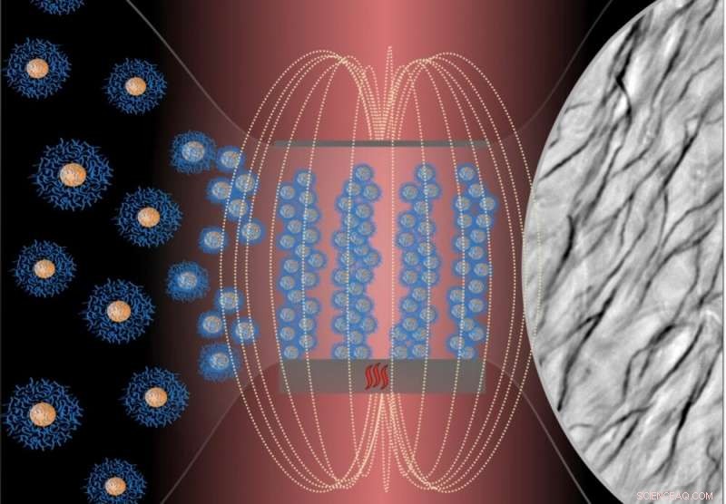 Scientists Engineer Magnetically Controlled, Biocompatible Cilia for Targeted Cellular Delivery