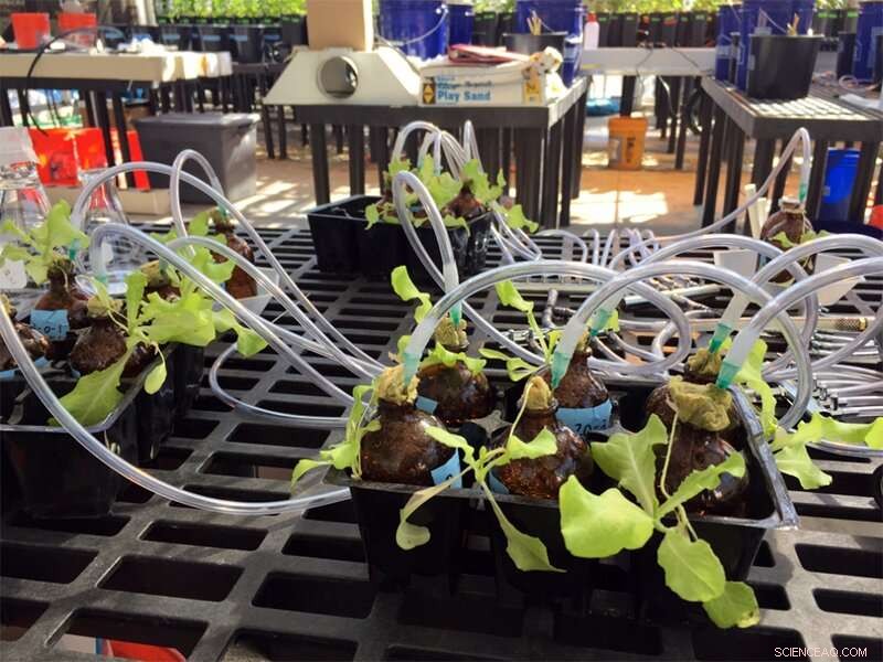 Assessing Plant Uptake of Carbon Nanotubes: Measurement and Implications