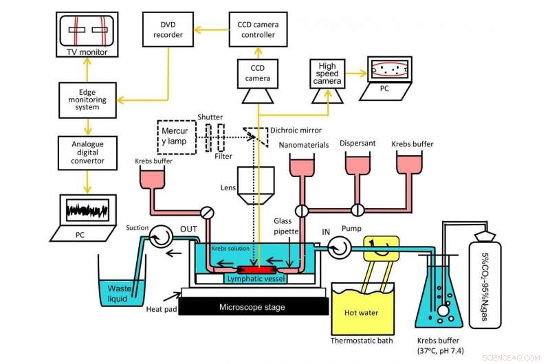 Assessing Nanoparticle Dynamics with a Novel Isolated Lymphatic Vessel Perfusion System