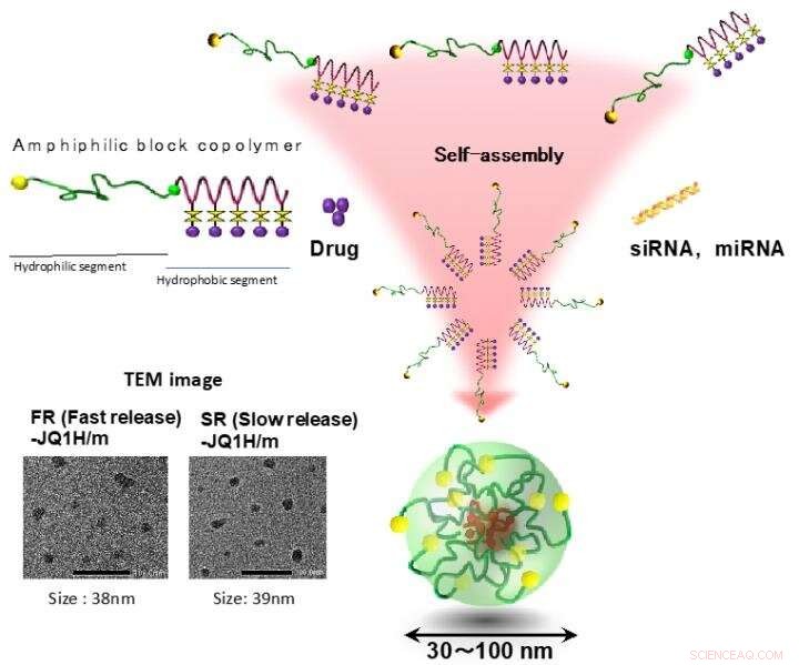 Nanomedicine Activation Profiles: Impact on Efficacy in c-Myc‑Positive Tumors