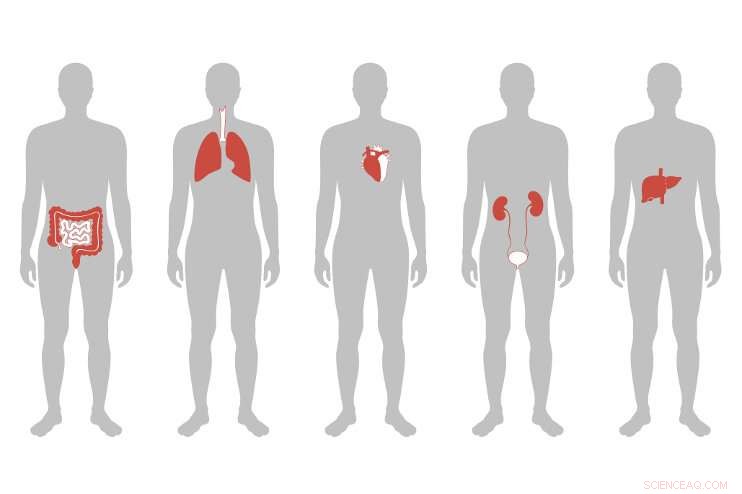 Precision Gene Editing: Lipid Nanoparticles Target Liver to Lower LDL Cholesterol in Mice