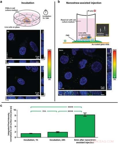 Successful Injection of Fluorescent Nanodiamonds into Living Cells for Long-Term Imaging