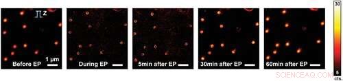 Successful Injection of Fluorescent Nanodiamonds into Living Cells for Long-Term Imaging