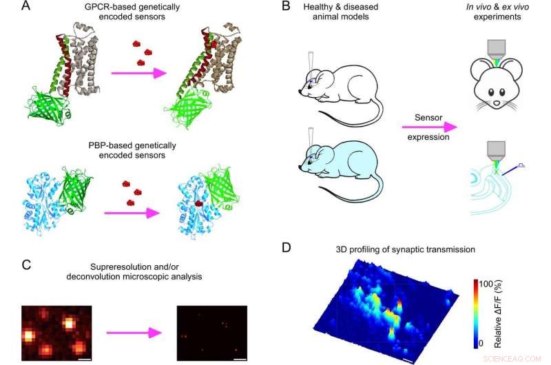 Revolutionary Brain Sensor Provides Breakthrough Insights into Alzheimer’s