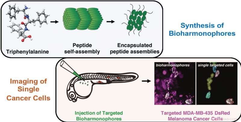 Bright, Precise Tumor Imaging with Breakthrough Biodegradable Nanoprobes