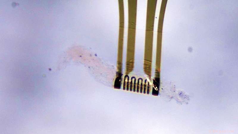 Adaptive Microelectronics Enable Self-Reshaping, Damage-Free Bio-Neural Interfaces