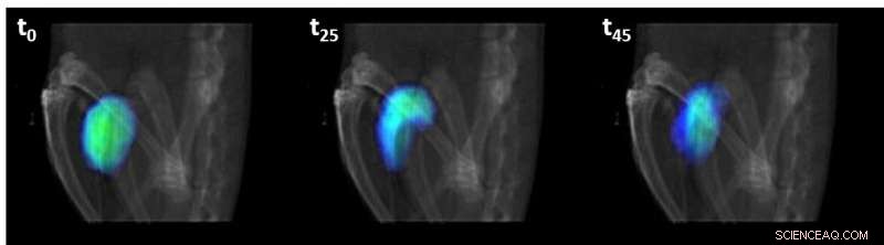 In Vivo Observation of Coordinated Nanorobot Swarms