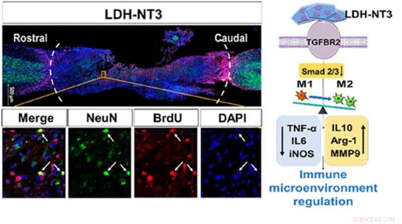 Layered Double Hydroxide Promotes Neuronal Regeneration in Spinal Cord Injury Mouse Model