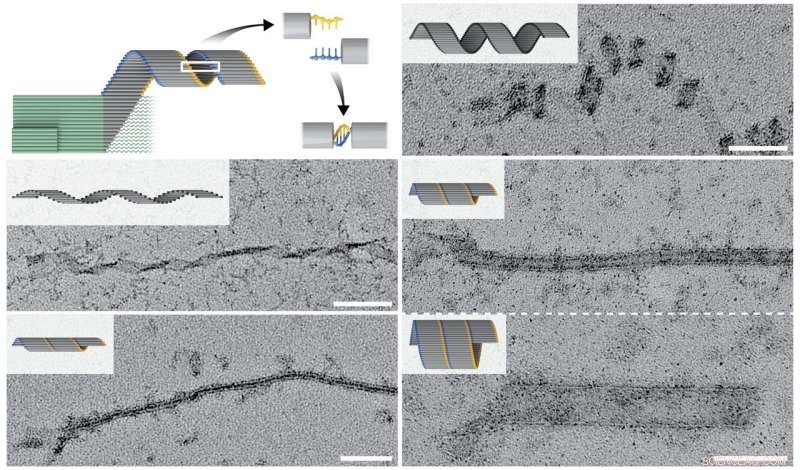 Seed-Driven DNA Nanofabrication Produces Micron-Scale Tubes and Ribbons