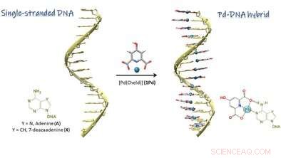 Palladium Nanowires Engineered with Single-Stranded DNA Templates for Precise Atomic-Level Control